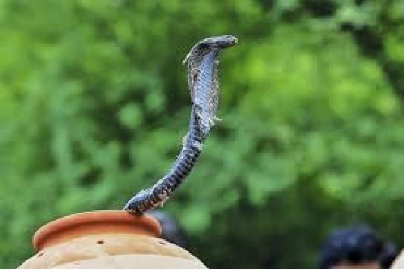 Kerala unveiled the State Action Plan for Prevention and Control of Snakebite Envenoming